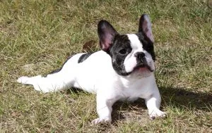 french bulldog puppies for sale in south africa