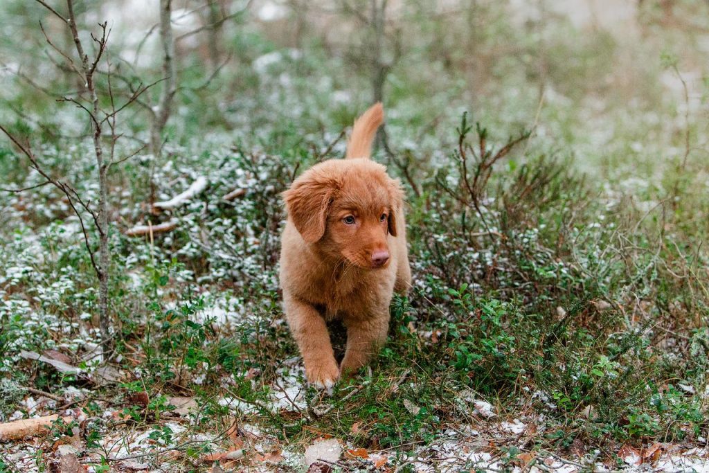 Nova Scotia Duck Tolling Retriever breeders ontario