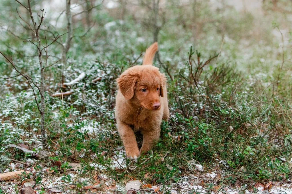 Nova Scotia Duck Tolling Retriever breeders ontario
