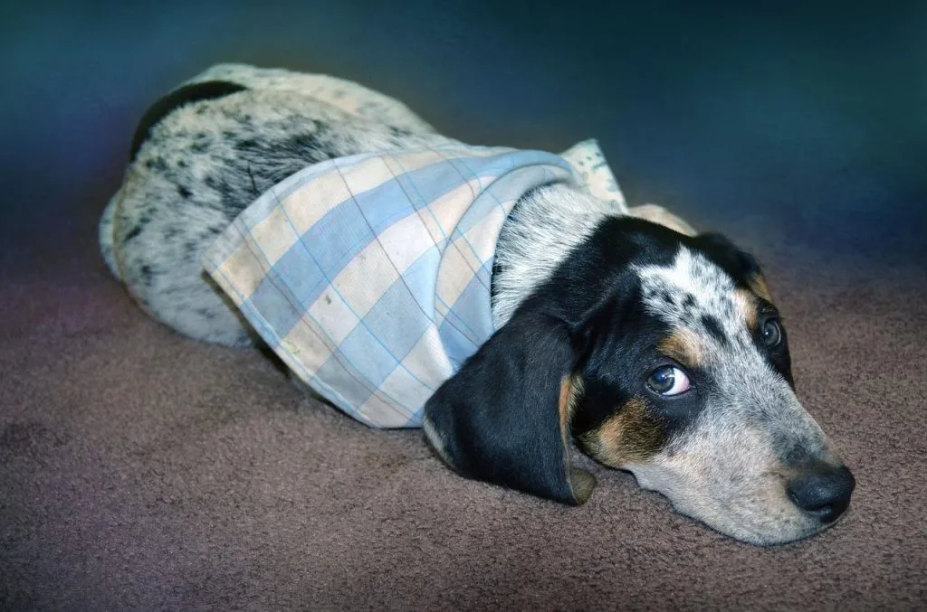 new puppy problems