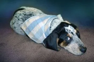 new puppy problems