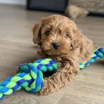 cavoodle breeders in nsw