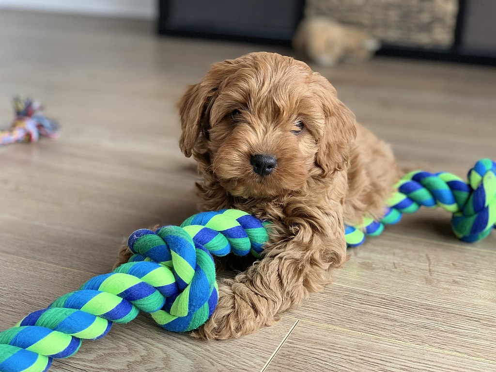 what are cavoodle puppies