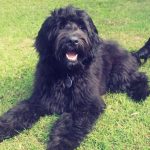 Australian Cobberdog puppies for sale