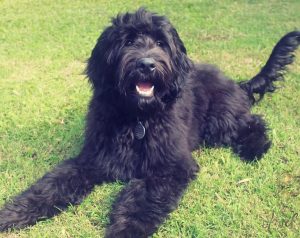 Australian Cobberdog puppies for sale