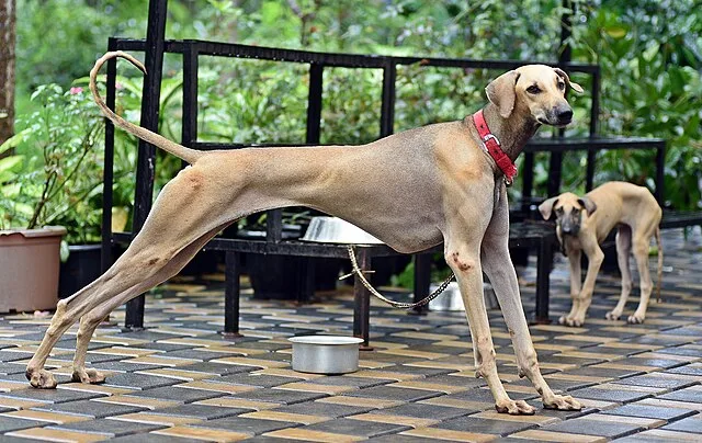 chippiparai dog