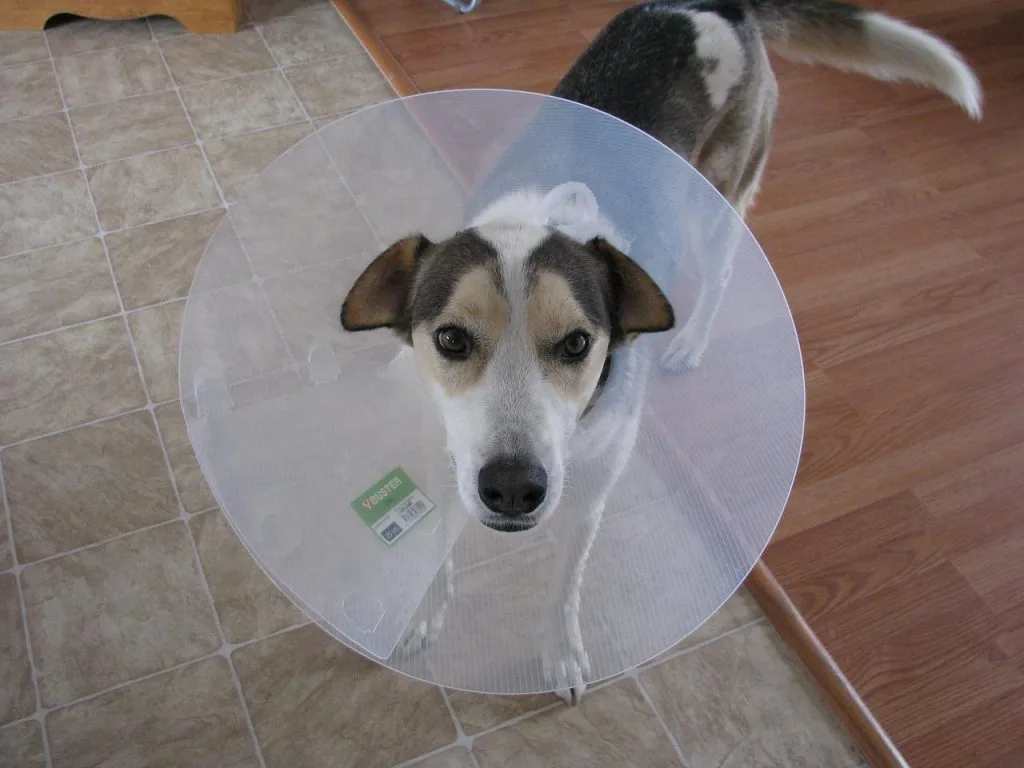 how to make a dog throw up