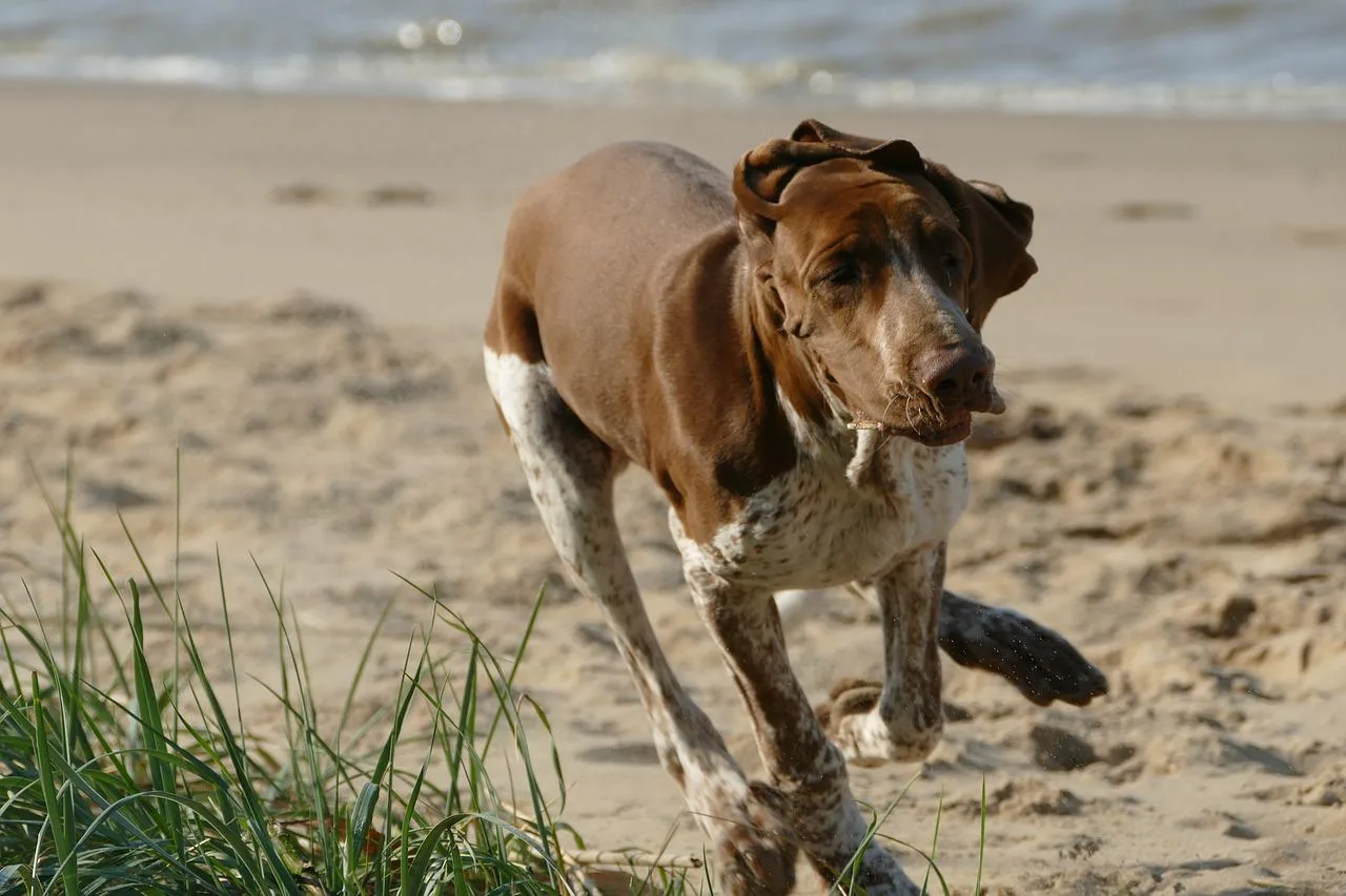 akc new breed 2022 bracco italiano