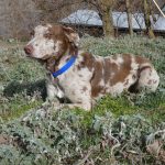 hanging tree dog breeders