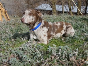 hanging tree dog breeders