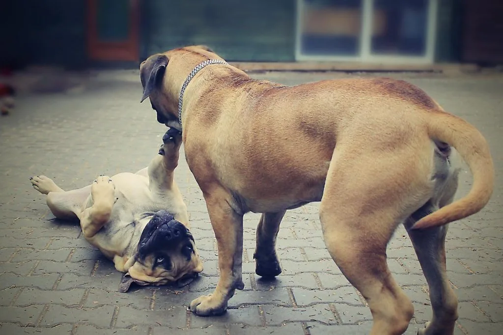 boerboel puppies for sale
