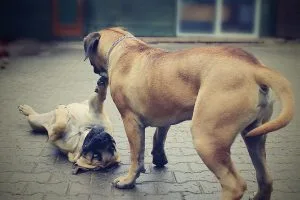 boerboel puppies for sale