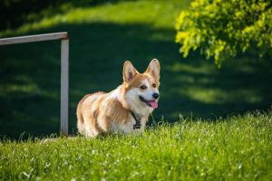 Are corgis hypoallergenic or not