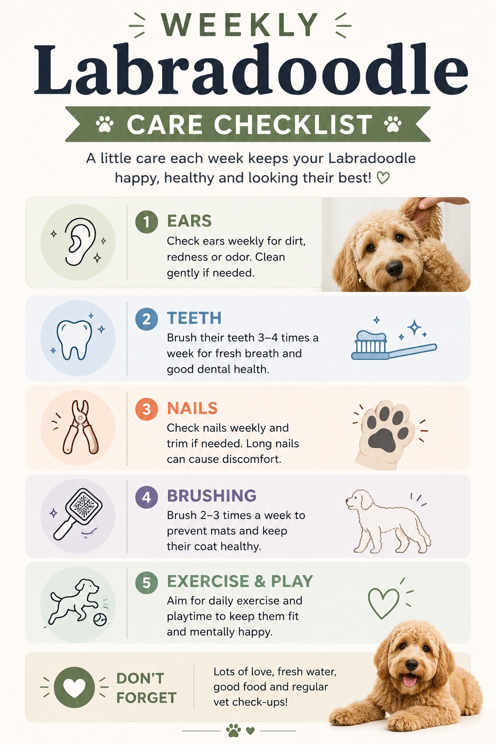 labradoodle care