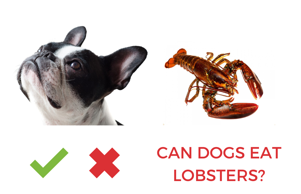 can dogs eat lobsters