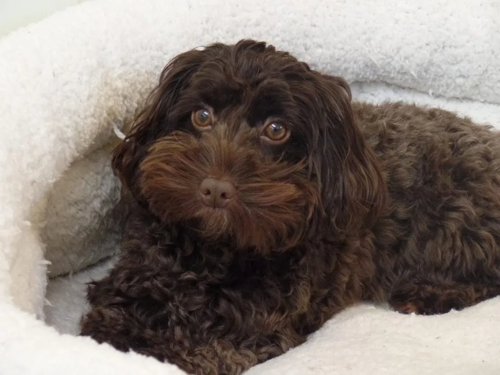 Cockapoo breeders in the UK