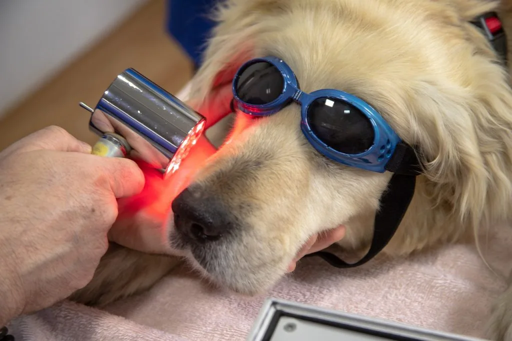 laser therapy for dogs