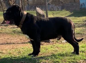 north american mastiff