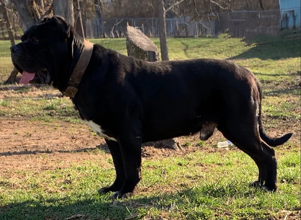 north american mastiff