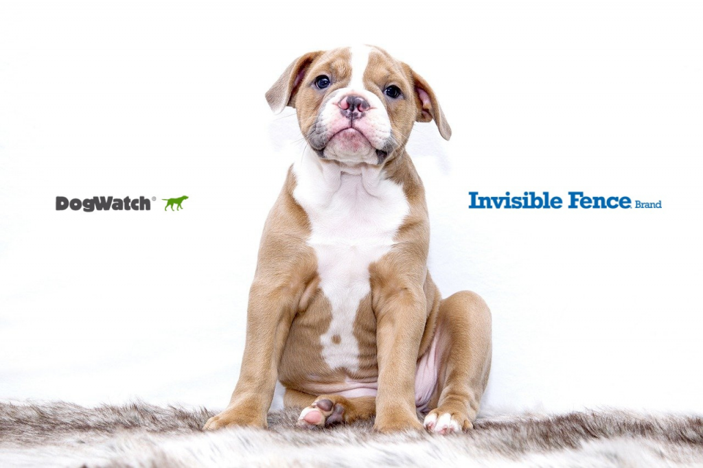 dogwatch vs invisible fence comparison