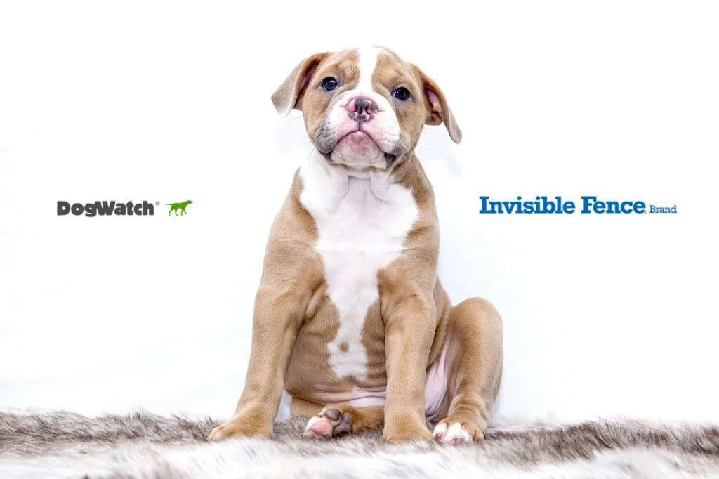dogwatch vs invisible fence comparison