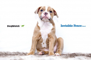 dogwatch vs invisible fence comparison