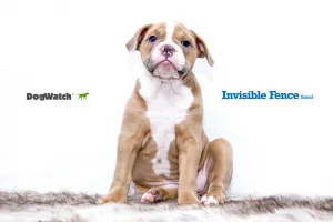 dogwatch vs invisible fence comparison