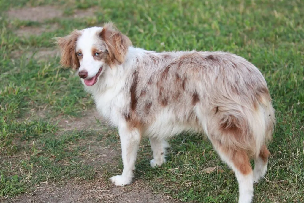 aussalier dog