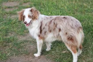 aussalier dog
