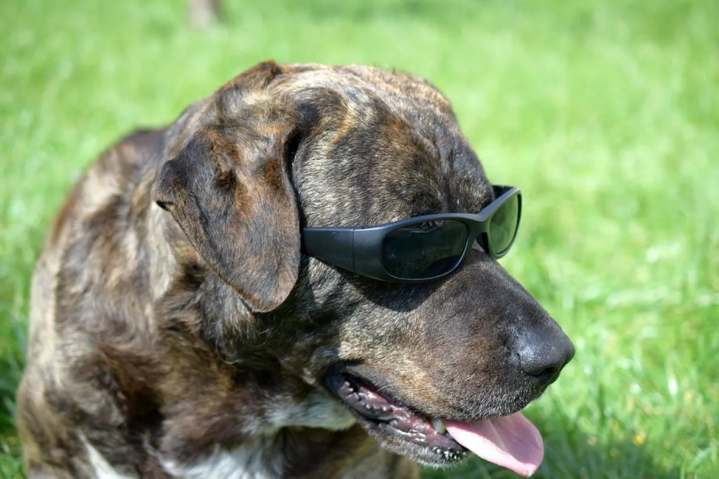 dog sunglasses