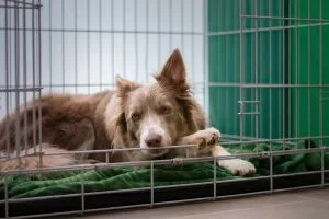why is dog crate important