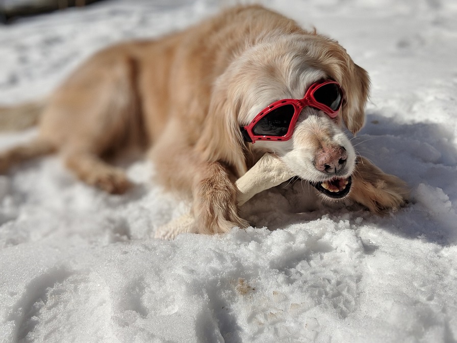 dog sunglasses snow