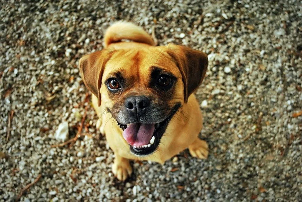 how to keep dog happy and healthy