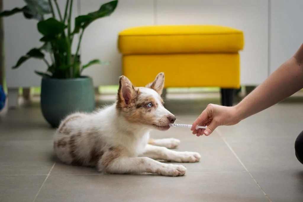 double vaccination of dogs