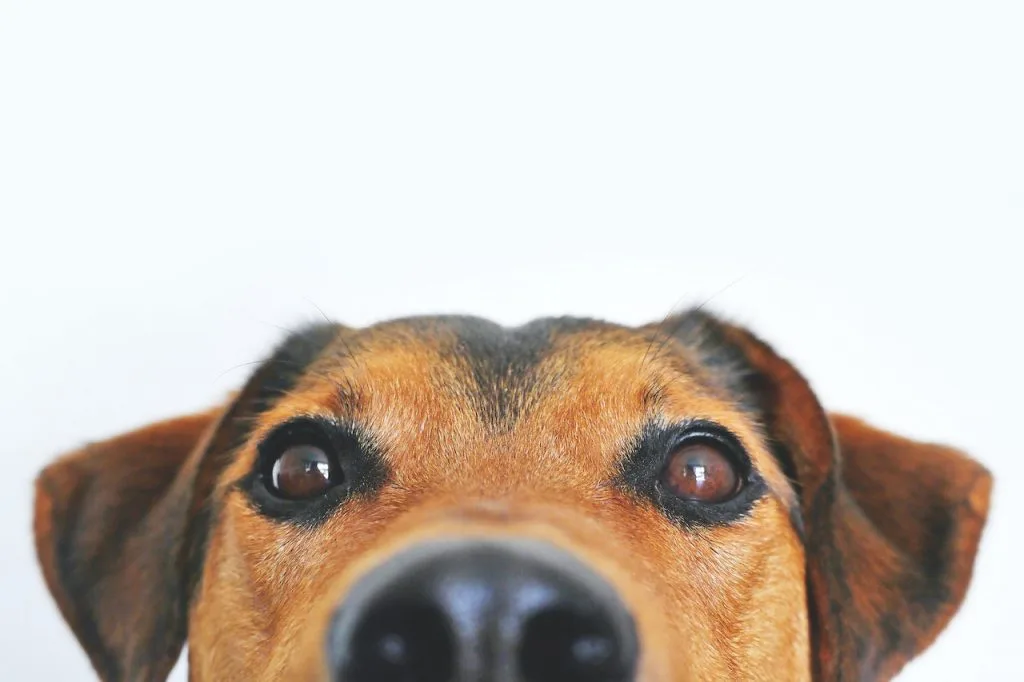 pet behavior