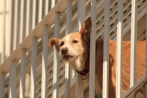 dog insurance