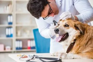 dog visit the vet