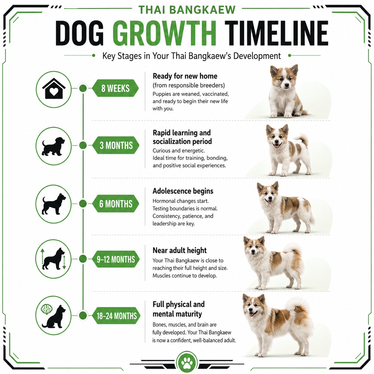 Thai Bangkaew puppy growth timeline