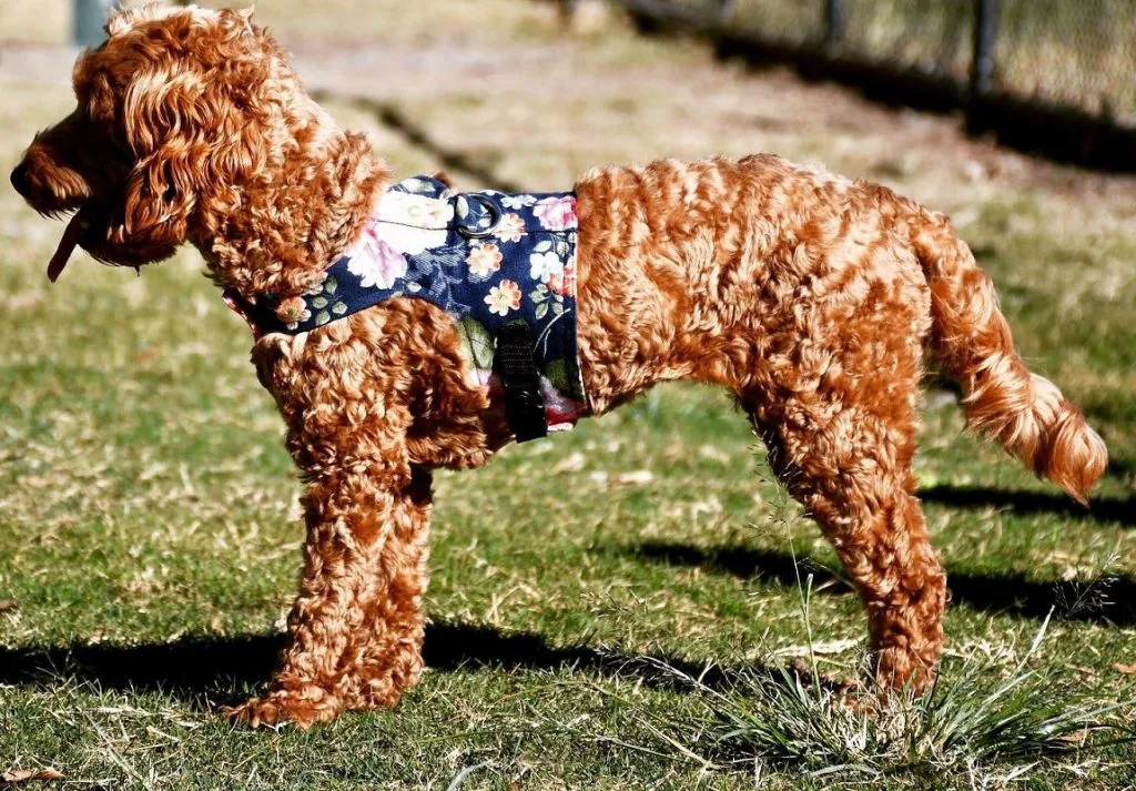 spoodle dog guide