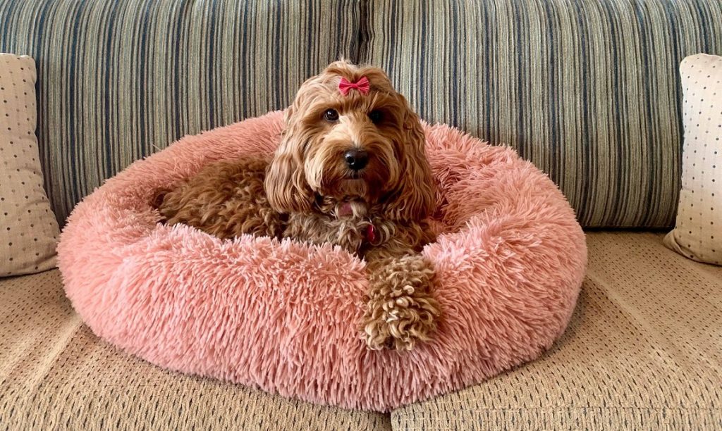 spoodle puppies for sale