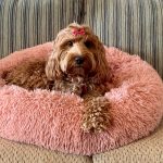 spoodle puppies for sale
