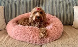 spoodle puppies for sale