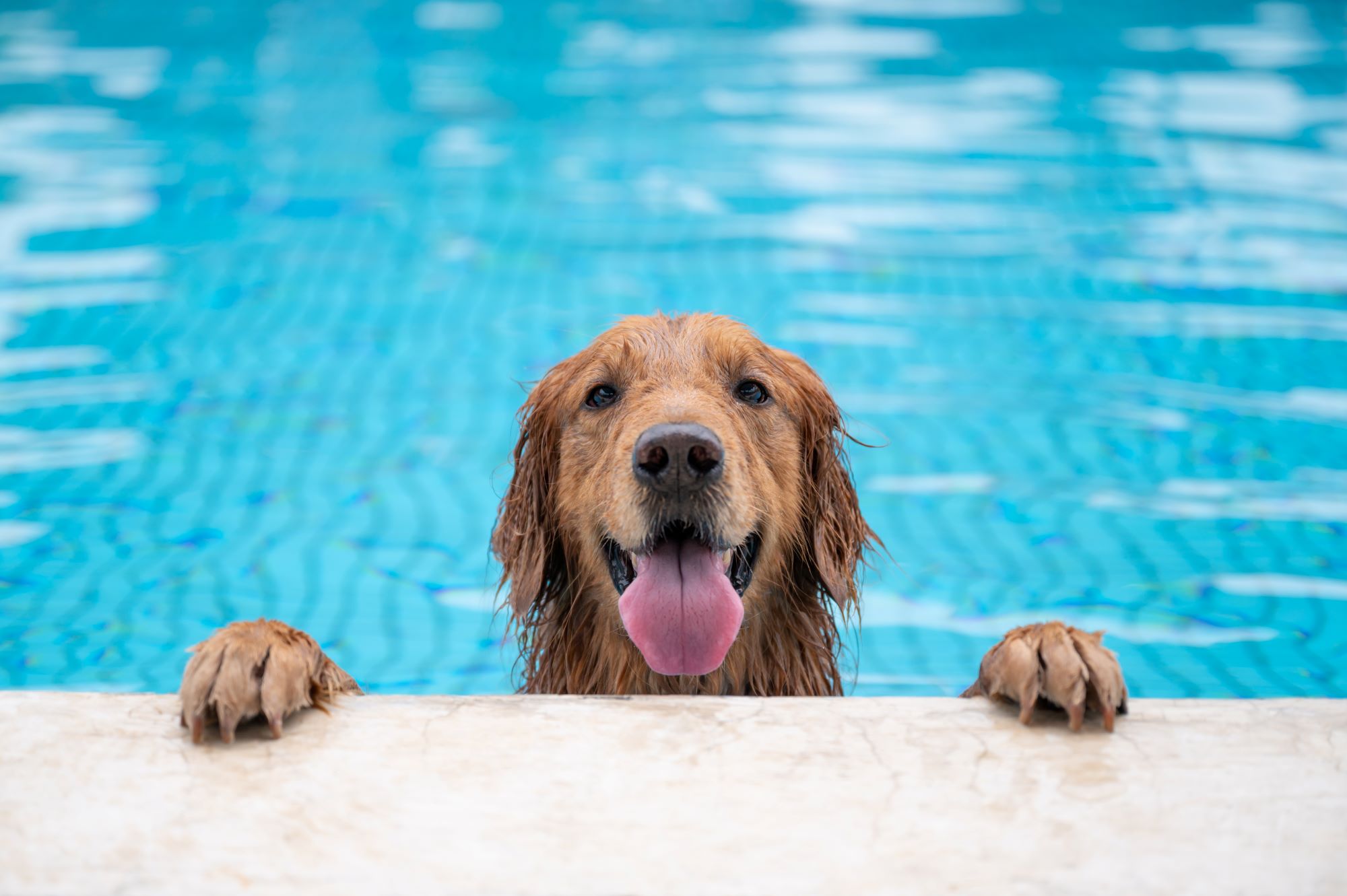 prepare your dog for next summer