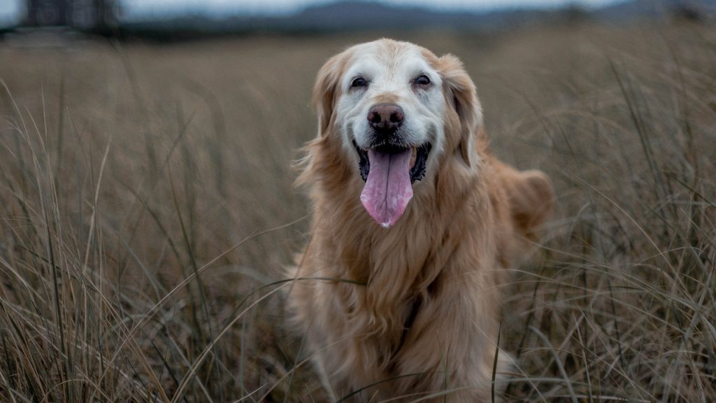 golden retriever shedding
