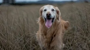 golden retriever shedding