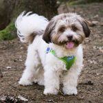 bolonka puppies for sale