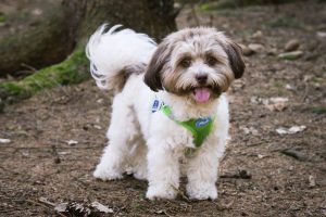 bolonka puppies for sale