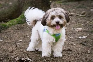 bolonka puppies for sale