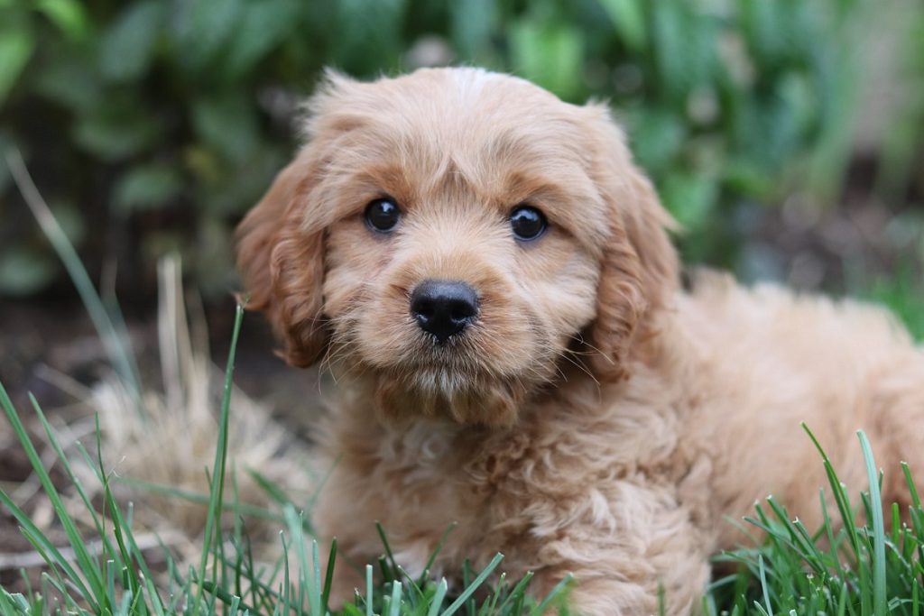 cavapoo breeders