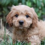 cavapoo breeders